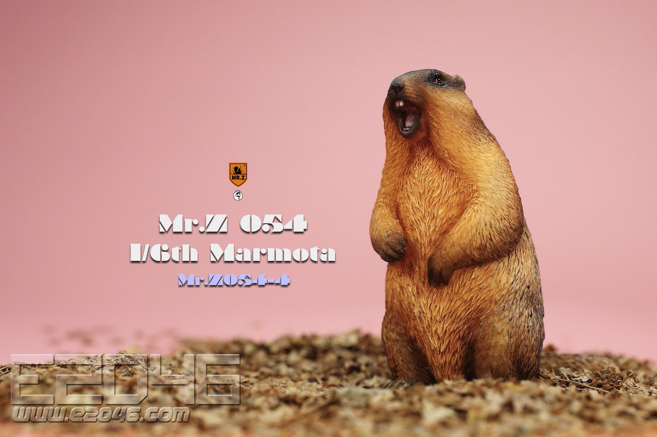 Marmota D (DOLL)