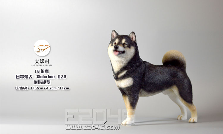 This Is An Alaskan Klee Kli Essentially A Mini Husky The